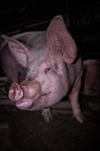 Pig in holding pen - Photo taken of a pig in the holding pens the night before slaughter - Captured at Benalla Abattoir, Benalla VIC Australia.