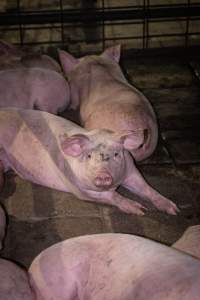 Pigs in holding pen - Photo taken of a pigs in the holding pens the night before slaughter - Captured at Benalla Abattoir, Benalla VIC Australia.