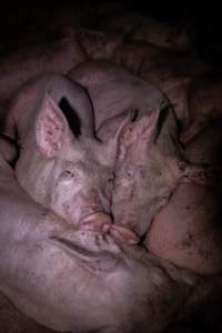 Pigs cuddle in holding pens - Two pigs cuddle in the holding pens the night before slaughter - Captured at Benalla Abattoir, Benalla VIC Australia.