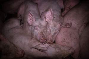 Pigs cuddle in holding pens - Two pigs cuddle in the holding pens the night before slaughter - Captured at Benalla Abattoir, Benalla VIC Australia.