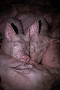 Pigs cuddle in holding pens - Two pigs cuddle in the holding pens the night before slaughter - Captured at Benalla Abattoir, Benalla VIC Australia.