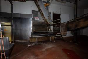 Gas chamber tip out and shackle line - Where pigs are tipped out of the gas chamber and suspended to be 'stuck' with a knife - Captured at Benalla Abattoir, Benalla VIC Australia.