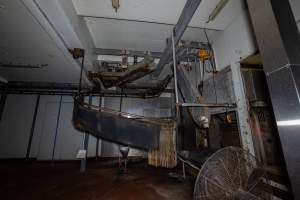 Shackle line - Pigs are hoisted onto the shackle line and have their throats slit - Captured at Benalla Abattoir, Benalla VIC Australia.