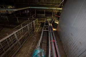 Race - 'Race' for pigs, piglets (right) and sows (left) - Captured at Benalla Abattoir, Benalla VIC Australia.