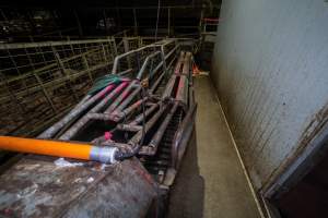 Race and electric prodder - Captured at Benalla Abattoir, Benalla VIC Australia.