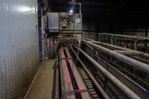 Race - 'Race' leading into carbon dioxide gas chamber. Pig section on left, sows on right - Captured at Benalla Abattoir, Benalla VIC Australia.