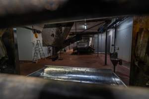 Sticking bench - Pigs are tipped out of the Butina combi gas chamber onto the sticking bench where they are hoisted and have their throats slit - Captured at Benalla Abattoir, Benalla VIC Australia.