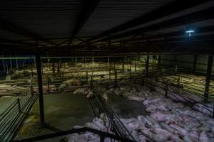 Pigs in holding pens - Captured at Benalla Abattoir, Benalla VIC Australia.