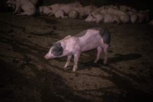 Black and pink piglet in holding pen - Captured at Benalla Abattoir, Benalla VIC Australia.