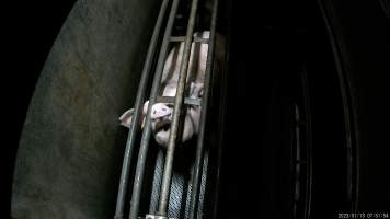 Sow being gassed in carbon dioxide gas chamber - Screenshot from hidden camera footage depicting the Butina Combi gas chamber, where pigs are herded into the end of the gondolas and lowered into the gas. - Captured at Benalla Abattoir, Benalla VIC Australia.