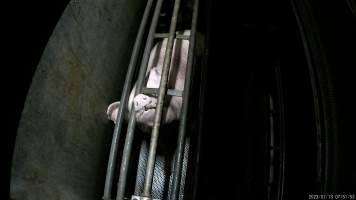 Sow being gassed in carbon dioxide gas chamber - Screenshot from hidden camera footage depicting the Butina Combi gas chamber, where pigs are herded into the end of the gondolas and lowered into the gas. - Captured at Benalla Abattoir, Benalla VIC Australia.