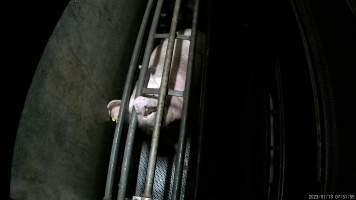 Sow being gassed in carbon dioxide gas chamber - Screenshot from hidden camera footage depicting the Butina Combi gas chamber, where pigs are herded into the end of the gondolas and lowered into the gas. - Captured at Benalla Abattoir, Benalla VIC Australia.