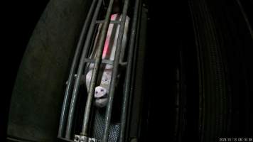 Sow being gassed in carbon dioxide gas chamber - Screenshot from hidden camera footage depicting the Butina Combi gas chamber, where pigs are herded into the end of the gondolas and lowered into the gas. - Captured at Benalla Abattoir, Benalla VIC Australia.