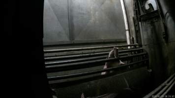 Pigs being gassed in carbon dioxide gas chamber - Screenshot from hidden camera footage depicting the Butina Combi gas chamber, where pigs are herded into the end of the gondolas and lowered into the gas. - Captured at Benalla Abattoir, Benalla VIC Australia.