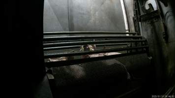 Pigs being gassed in carbon dioxide gas chamber - Screenshot from hidden camera footage depicting the Butina Combi gas chamber, where pigs are herded into the end of the gondolas and lowered into the gas. - Captured at Benalla Abattoir, Benalla VIC Australia.