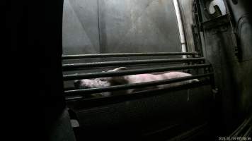 Sow being gassed in carbon dioxide gas chamber - Screenshot from hidden camera footage depicting the Butina Combi gas chamber, where pigs are herded into the end of the gondolas and lowered into the gas. - Captured at Benalla Abattoir, Benalla VIC Australia.