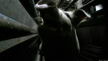 Sow being gassed in carbon dioxide gas chamber - Screenshot from hidden camera footage depicting the Butina Combi gas chamber, where pigs are herded into the end of the gondolas and lowered into the gas. - Captured at Benalla Abattoir, Benalla VIC Australia.