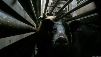 Pigs being gassed in carbon dioxide gas chamber - Screenshot from hidden camera footage depicting the Butina Combi gas chamber, where pigs are herded into the end of the gondolas and lowered into the gas. - Captured at Benalla Abattoir, Benalla VIC Australia.