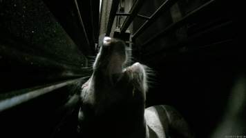 Sow being gassed in carbon dioxide gas chamber - Screenshot from hidden camera footage depicting the Butina Combi gas chamber, where pigs are herded into the end of the gondolas and lowered into the gas. - Captured at Benalla Abattoir, Benalla VIC Australia.