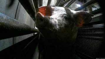 Sow being gassed in carbon dioxide gas chamber - Screenshot from hidden camera footage depicting the Butina Combi gas chamber, where pigs are herded into the end of the gondolas and lowered into the gas. - Captured at Benalla Abattoir, Benalla VIC Australia.