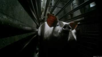 Pigs being gassed in carbon dioxide gas chamber - Screenshot from hidden camera footage depicting the Butina Combi gas chamber, where pigs are herded into the end of the gondolas and lowered into the gas. - Captured at Benalla Abattoir, Benalla VIC Australia.