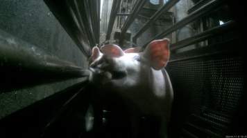 Pigs being gassed in carbon dioxide gas chamber - Screenshot from hidden camera footage depicting the Butina Combi gas chamber, where pigs are herded into the end of the gondolas and lowered into the gas. - Captured at Benalla Abattoir, Benalla VIC Australia.