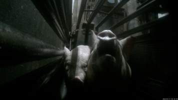 Pigs being gassed in carbon dioxide gas chamber - Screenshot from hidden camera footage depicting the Butina Combi gas chamber, where pigs are herded into the end of the gondolas and lowered into the gas. - Captured at Benalla Abattoir, Benalla VIC Australia.