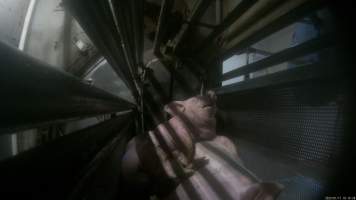 Pigs being gassed in carbon dioxide gas chamber - Screenshot from hidden camera footage depicting the Butina Combi gas chamber, where pigs are herded into the end of the gondolas and lowered into the gas. - Captured at Benalla Abattoir, Benalla VIC Australia.