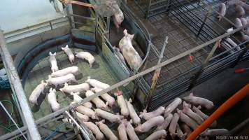 Piglets in pre-race pen - Screenshot from hidden camera footage showing piglets being herded into the race leading to the Co2 gas chamber - Captured at Benalla Abattoir, Benalla VIC Australia.