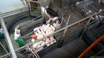 Piglets in pre-race pen - Screenshot from hidden camera footage showing piglets being herded into the race leading to the Co2 gas chamber - Captured at Benalla Abattoir, Benalla VIC Australia.