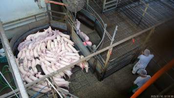 Piglets in pre-race pen - Screenshot from hidden camera footage showing piglets being herded into the race leading to the Co2 gas chamber - Captured at Benalla Abattoir, Benalla VIC Australia.