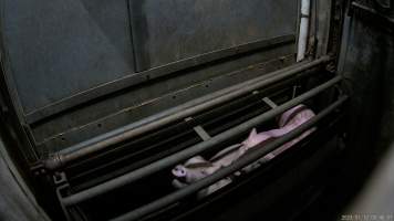 Pigs being gassed in carbon dioxide gas chamber - Screenshot from hidden camera footage depicting the Butina Combi gas chamber, where pigs are herded into the end of the gondolas and lowered into the gas. - Captured at Benalla Abattoir, Benalla VIC Australia.