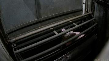 Pigs being gassed in carbon dioxide gas chamber - Screenshot from hidden camera footage depicting the Butina Combi gas chamber, where pigs are herded into the end of the gondolas and lowered into the gas. - Captured at Benalla Abattoir, Benalla VIC Australia.