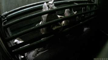 Pigs being gassed in carbon dioxide gas chamber - Screenshot from hidden camera footage depicting the Butina Combi gas chamber, where pigs are herded into the end of the gondolas and lowered into the gas. - Captured at Benalla Abattoir, Benalla VIC Australia.