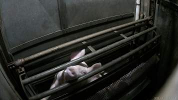 Pigs being gassed in carbon dioxide gas chamber - Screenshot from hidden camera footage depicting the Butina Combi gas chamber, where pigs are herded into the end of the gondolas and lowered into the gas. - Captured at Benalla Abattoir, Benalla VIC Australia.