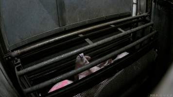 Pigs being gassed in carbon dioxide gas chamber - Screenshot from hidden camera footage depicting the Butina Combi gas chamber, where pigs are herded into the end of the gondolas and lowered into the gas. - Captured at Benalla Abattoir, Benalla VIC Australia.