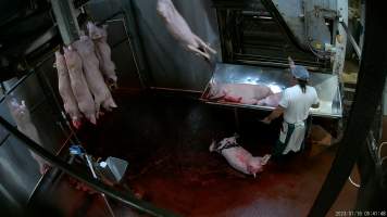 Pig fallen on floor while others are stuck with a knife - Screenshot from hidden camera footage showing pigs having their throats slit after being tipped out of the carbon dioxide gas chamber. One pig has fallen off the table onto the floor and is covered with the blood of other pigs - Captured at Benalla Abattoir, Benalla VIC Australia.