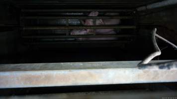 Pigs being gassed in carbon dioxide gas chamber - Screenshot from hidden camera footage depicting the Butina Combi gas chamber, where pigs are herded into the end of the gondolas and lowered into the gas. - Captured at Benalla Abattoir, Benalla VIC Australia.