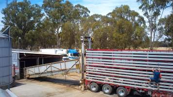 Pig transport truck unloading outside slaughterhouse - Screenshot from hidden camera footage showing a pig transport truck unloading pigs down the ramp into the holding pens. A worker with a paddle climbs up the side to prod the pigs out. - Captured at Benalla Abattoir, Benalla VIC Australia.