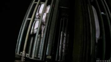 Pigs being gassed in carbon dioxide gas chamber - Screenshot from hidden camera footage depicting the Butina Combi gas chamber, where pigs are herded into the end of the gondolas and lowered into the gas. - Captured at Benalla Abattoir, Benalla VIC Australia.