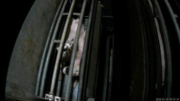 Pigs being gassed in carbon dioxide gas chamber - Screenshot from hidden camera footage depicting the Butina Combi gas chamber, where pigs are herded into the end of the gondolas and lowered into the gas. - Captured at Benalla Abattoir, Benalla VIC Australia.