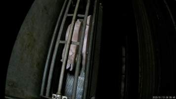 Pigs being gassed in carbon dioxide gas chamber - Screenshot from hidden camera footage depicting the Butina Combi gas chamber, where pigs are herded into the end of the gondolas and lowered into the gas. - Captured at Benalla Abattoir, Benalla VIC Australia.