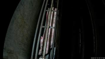 Sow being gassed in carbon dioxide gas chamber - Screenshot from hidden camera footage depicting the Butina Combi gas chamber, where pigs are herded into the end of the gondolas and lowered into the gas. - Captured at Benalla Abattoir, Benalla VIC Australia.