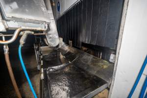 Chamber tip out and kill table - Where pigs are tipped out of the gas chamber to be hoisted and 'stuck' - Captured at Australian Food Group Abattoir, Laverton North VIC Australia.