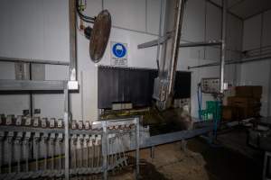 Opening into gas chamber - Opening into carbon dioxide gas chamber onto kill room - covered by rubber screen - Captured at Australian Food Group Abattoir, Laverton North VIC Australia.