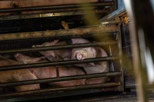 Pigs being gassed in carbon dioxide gas chamber - Photographed by an investigator hidden inside the top of the chamber during operation. - Captured at Australian Food Group Abattoir, Laverton North VIC Australia.