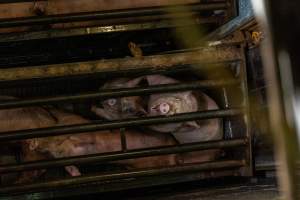 Pigs being gassed in carbon dioxide gas chamber - Photographed by an investigator hidden inside the top of the chamber during operation. - Captured at Australian Food Group Abattoir, Laverton North VIC Australia.