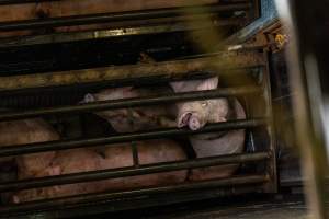 Pigs being gassed in carbon dioxide gas chamber - Photographed by an investigator hidden inside the top of the chamber during operation. - Captured at Australian Food Group Abattoir, Laverton North VIC Australia.