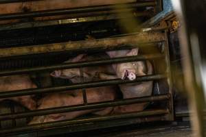 Pigs being gassed in carbon dioxide gas chamber - Photographed by an investigator hidden inside the top of the chamber during operation. - Captured at Australian Food Group Abattoir, Laverton North VIC Australia.