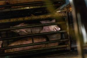 Pigs being gassed in carbon dioxide gas chamber - Photographed by an investigator hidden inside the top of the chamber during operation. - Captured at Australian Food Group Abattoir, Laverton North VIC Australia.